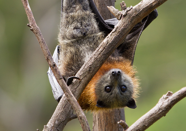 Flying fox hanging from tree branch.